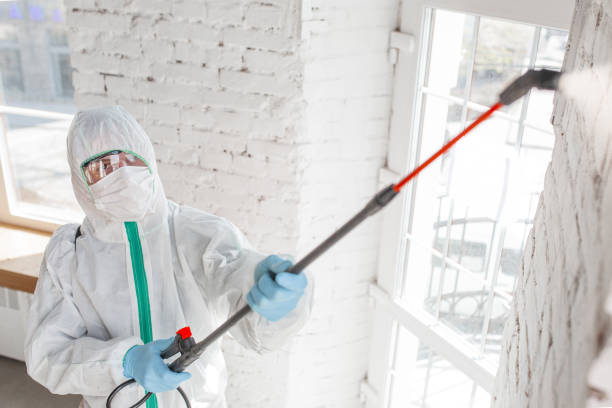  South St Paul, MN Mold Removal Pros